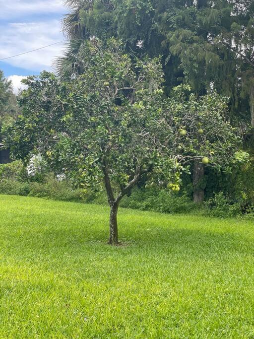 La Finca... Beautiful Countryside Home ! North North Naples Exterior foto